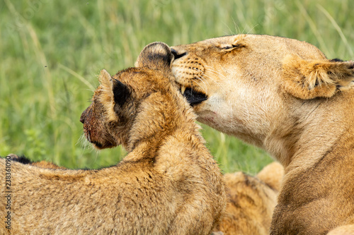 Fototapeta Naklejka Na Ścianę i Meble -  Lioness licking her cub after lunch 