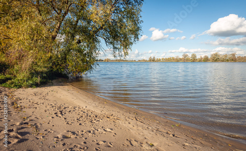 Large willow shrub on a sandy beach of the river