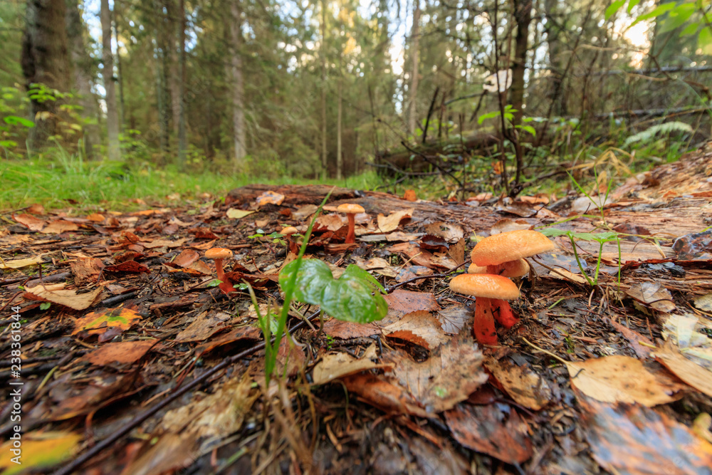 Obraz premium mushrooms in forest