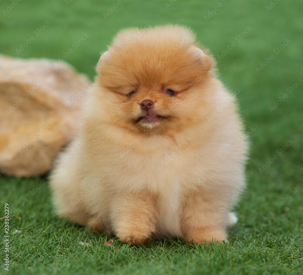 Pomeranian puppy dog Pomeranian puppy dog