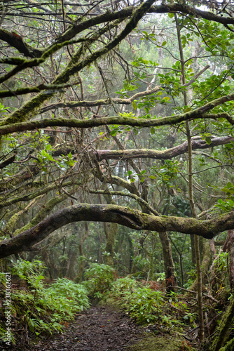 Beautiful forest on a rainy day.Hiking trail. Anaga Rural Park - ancient forest on Tenerife, Canary Islands.