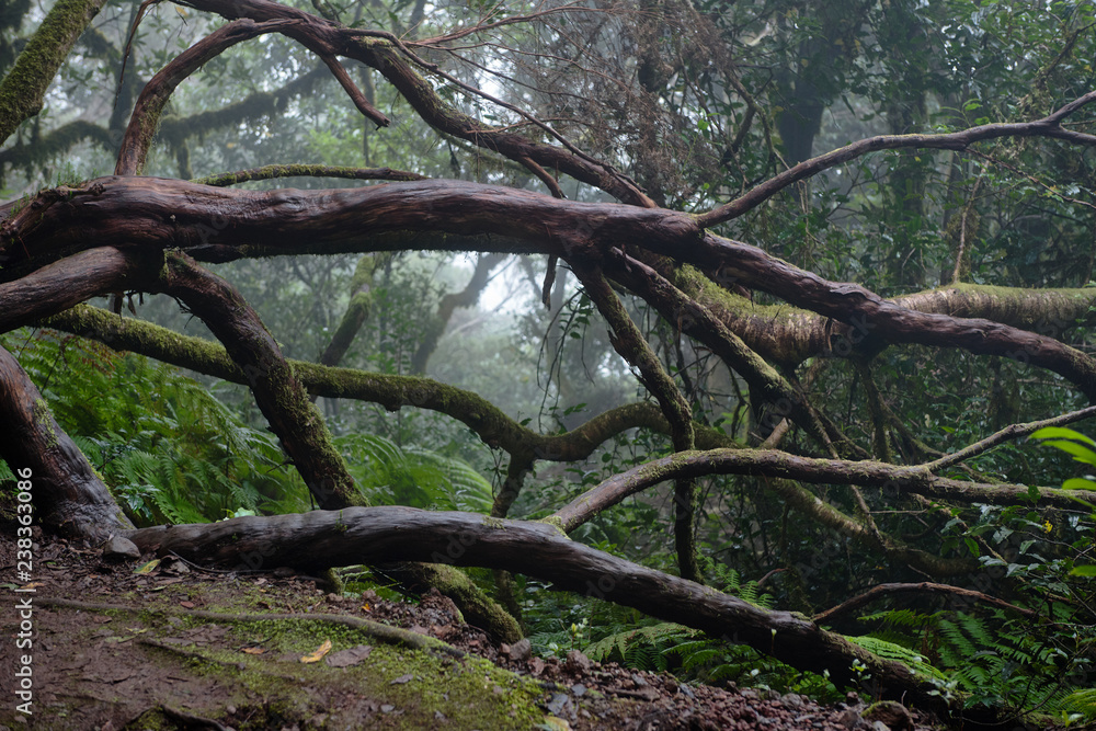Beautiful forest on a rainy day.Hiking trail. Anaga Rural Park - ancient forest on Tenerife, Canary Islands. Beautiful forest on a rainy day.Hiking trail. Anaga Rural Park - ancient forest on Tenerife, Canary Islands.