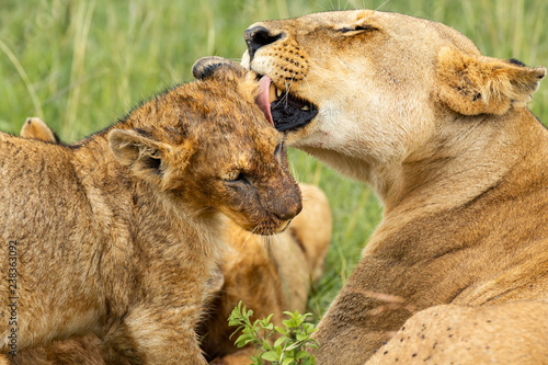 Fototapeta Naklejka Na Ścianę i Meble -  Lioness licking her cub after lunch 