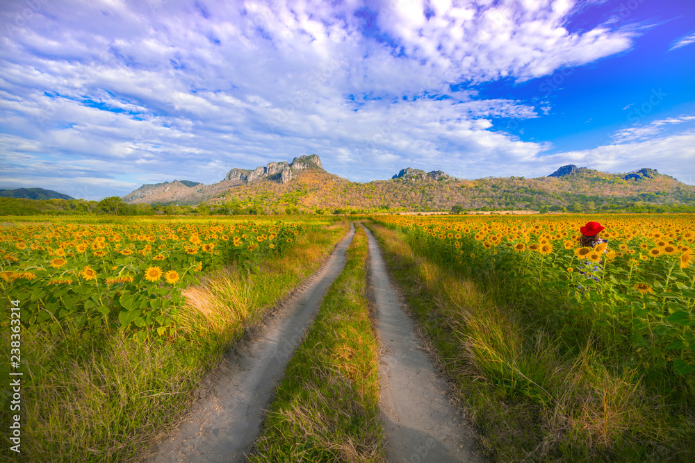 Sunflowers field at Khao Jeen Lae,Lopburi Province,Thailand. Sunflowers field at Khao Jeen Lae,Lopburi Province,Thailand.