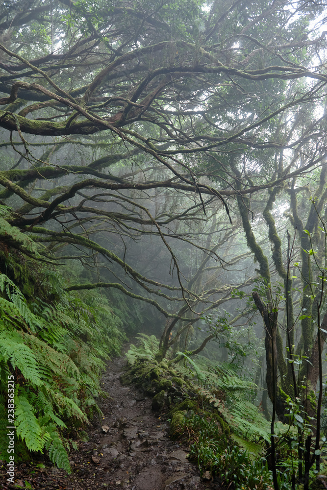 Fototapeta premium Beautiful forest on a rainy day.Hiking trail. Anaga Rural Park - ancient forest on Tenerife, Canary Islands.