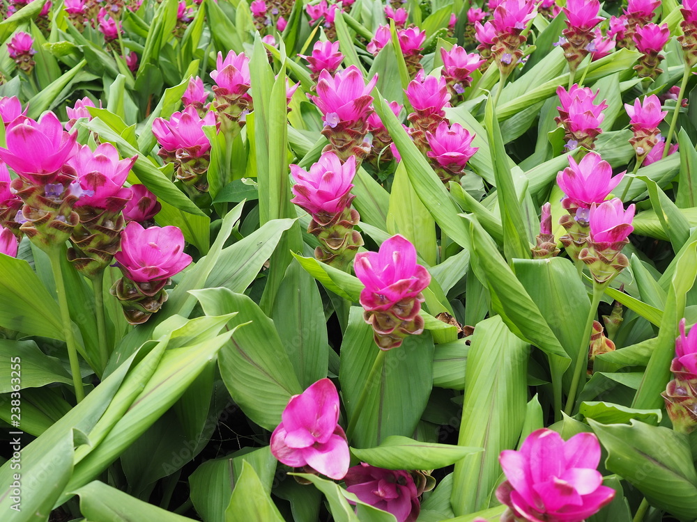 Pink Krachiew flowers and beautiful green leaves background. Krachiew flowers. Pink Krachiew flowers and beautiful green leaves background. Krachiew flowers.