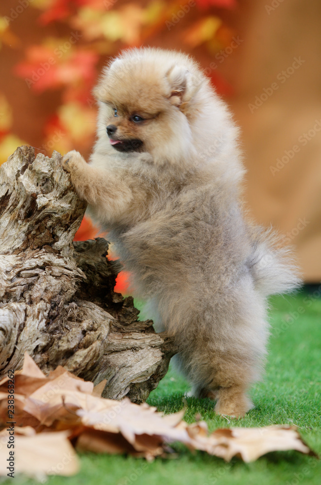 Pomeranian dog portrait in the garden Pomeranian dog portrait in the garden