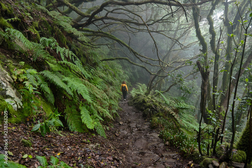 Beautiful forest on a rainy day.Hiking trail. Anaga Rural Park - ancient forest on Tenerife, Canary Islands.