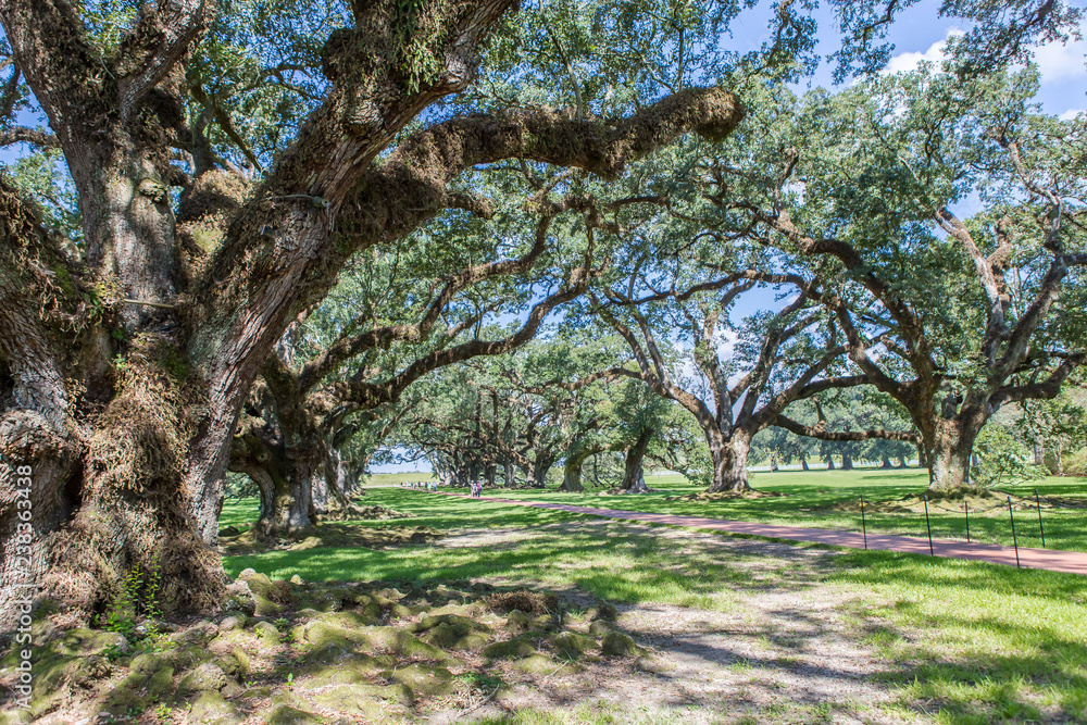 Fototapeta premium Impression of Oak Alley Plantation