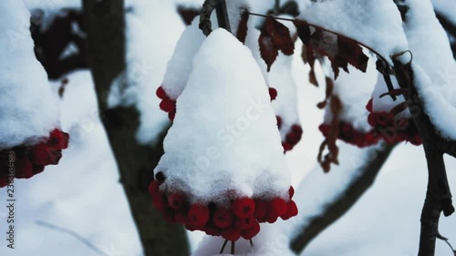 Red berries mountain ash undersnow, outdoors , closeup 4K photo