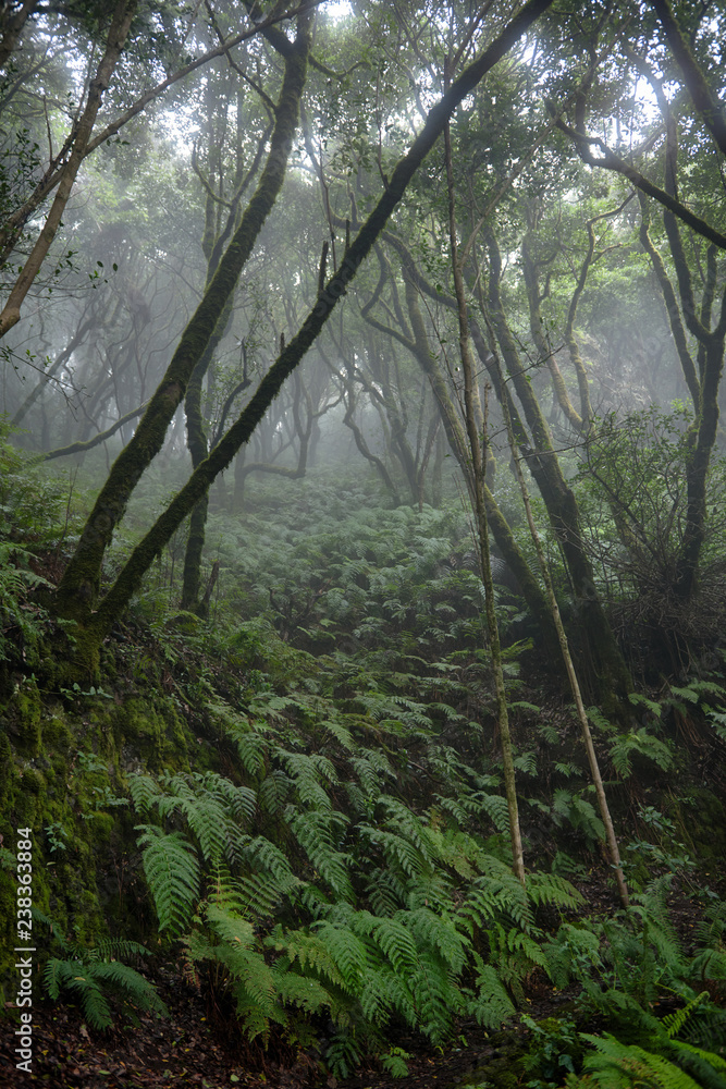 Beautiful forest on a rainy day.Hiking trail. Anaga Rural Park - ancient forest on Tenerife, Canary Islands. Beautiful forest on a rainy day.Hiking trail. Anaga Rural Park - ancient forest on Tenerife, Canary Islands.
