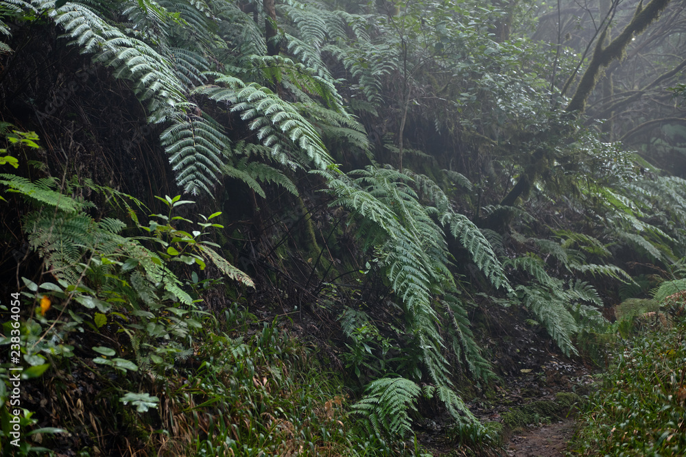 Fototapeta premium Beautiful forest on a rainy day.Hiking trail. Anaga Rural Park - ancient forest on Tenerife, Canary Islands.