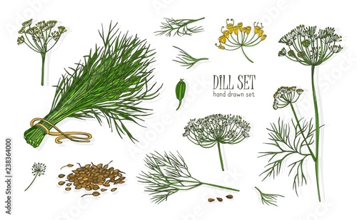 Photo Collection of elegant drawings of dill plant with flowers, leaves and seeds isolated on white background