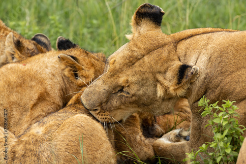 Fototapeta Naklejka Na Ścianę i Meble -  Lioness licking her cub after lunch 