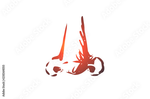 Smell, nose, organ, sense, anatomy concept. Hand drawn isolated vector.