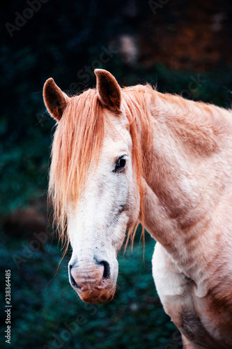Fototapeta Naklejka Na Ścianę i Meble -  portrait of a horse