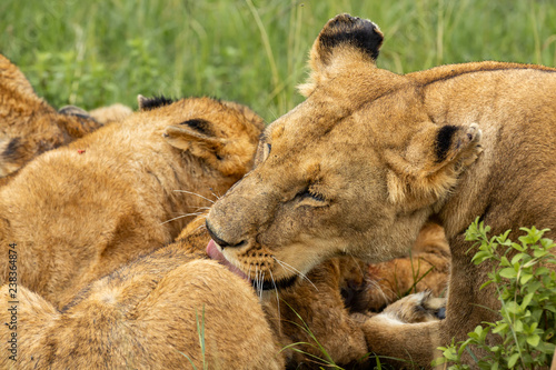 Fototapeta Naklejka Na Ścianę i Meble -  Lioness licking her cub after lunch 