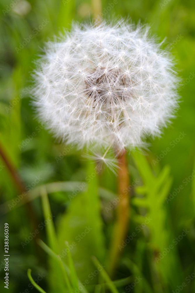 Fototapeta premium dandelion