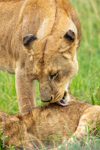 Fototapeta Naklejka Na Ścianę i Meble -  Lioness licking her cub after lunch 