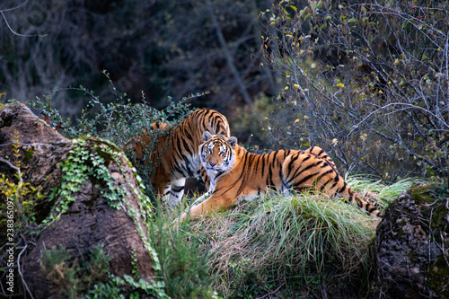 Fototapeta Naklejka Na Ścianę i Meble -  Tigers