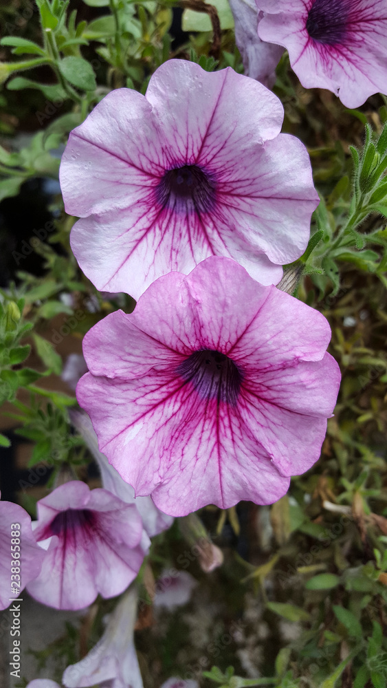 White and purple petunias White and purple petunias
