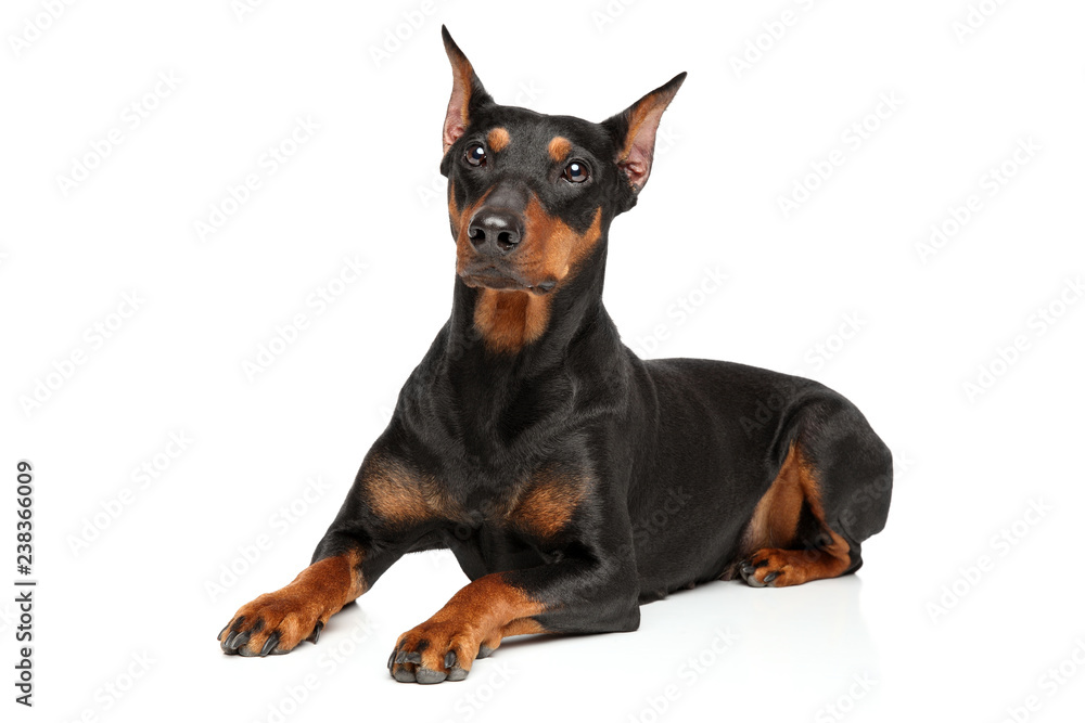 Adorable German Pinscher dog on white background