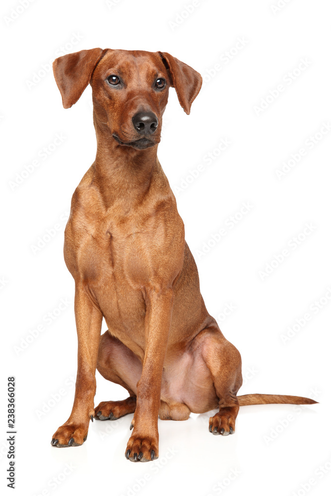 Cute brown German Pinscher sits