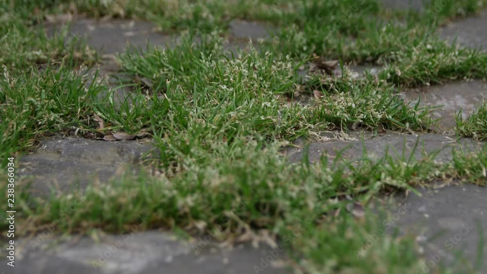 green grass between stones green grass between stones