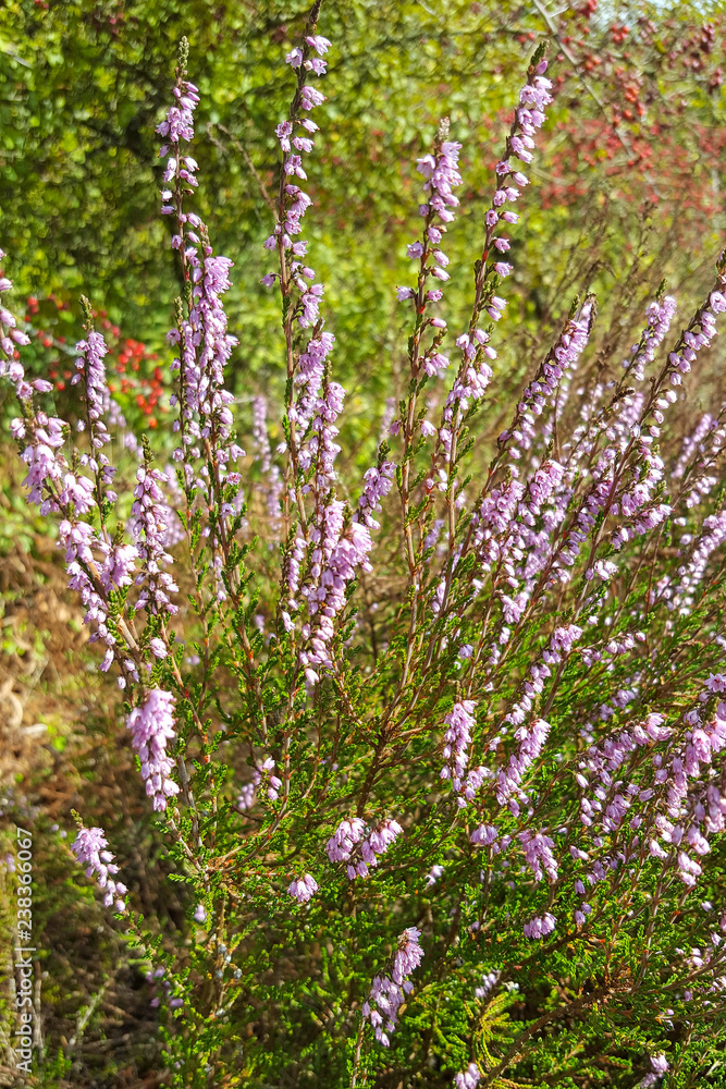 Obraz premium Flowering heather plant (Calluna vulgaris)