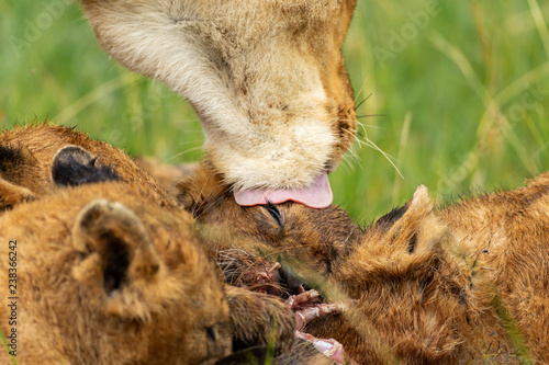 Fototapeta Naklejka Na Ścianę i Meble -  Lioness licking her cub after lunch 