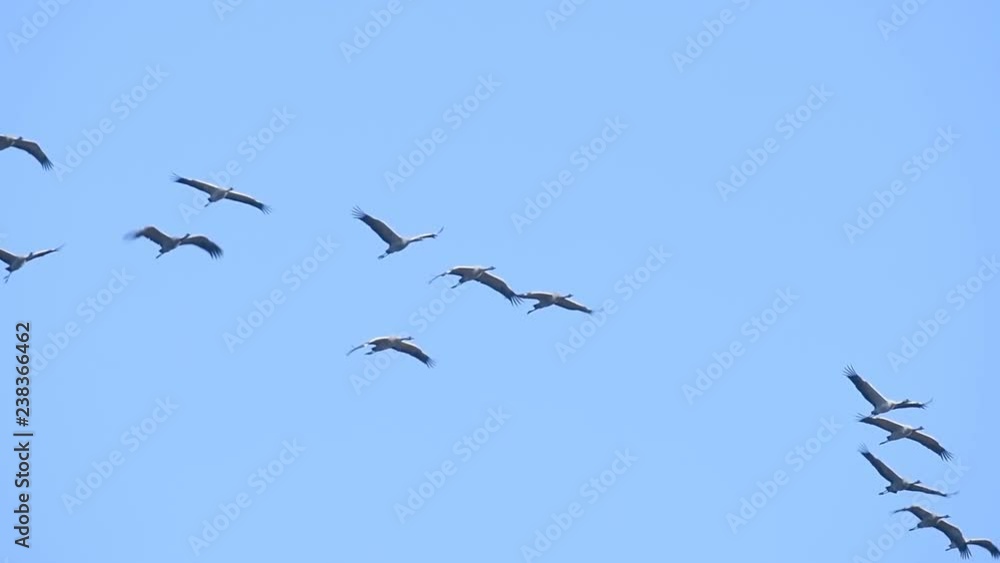 Common Cranes or Eurasian Cranes (Grus Grus) birds flying in mid air during migration to the South in the fall. Slow motion clip. Common Cranes or Eurasian Cranes (Grus Grus) birds flying in mid air during migration to the South in the fall. Slow motion clip.