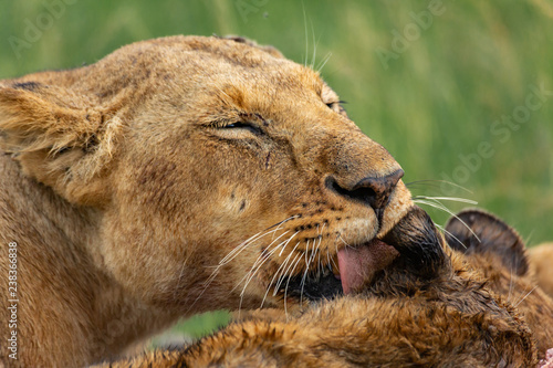 Fototapeta Naklejka Na Ścianę i Meble -  Lioness licking her cub after lunch 