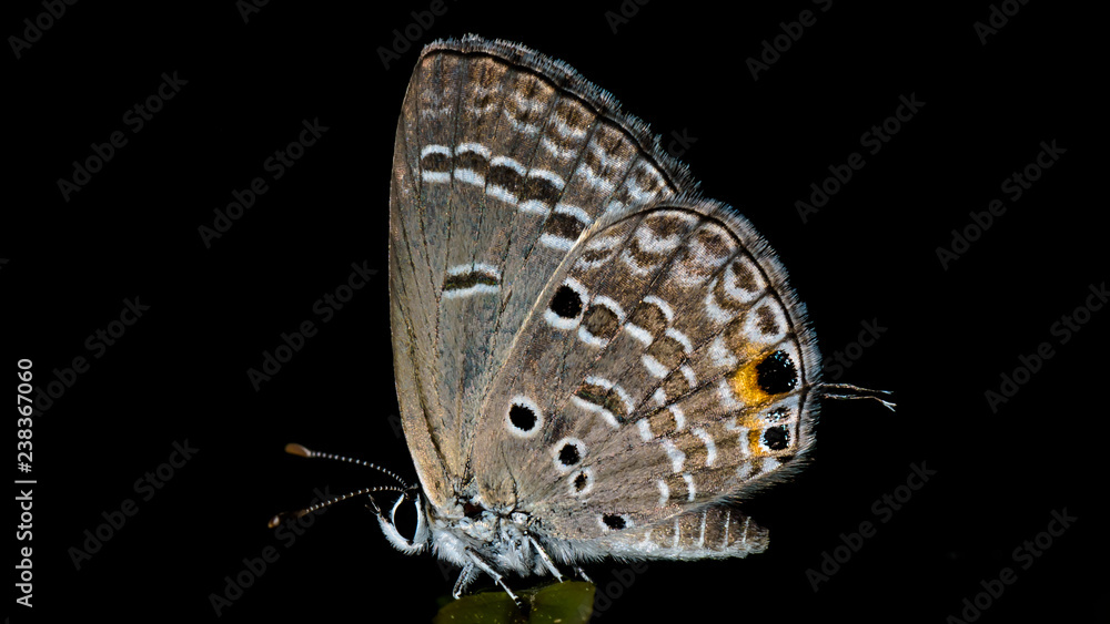 Fototapeta premium Beautiful as always...