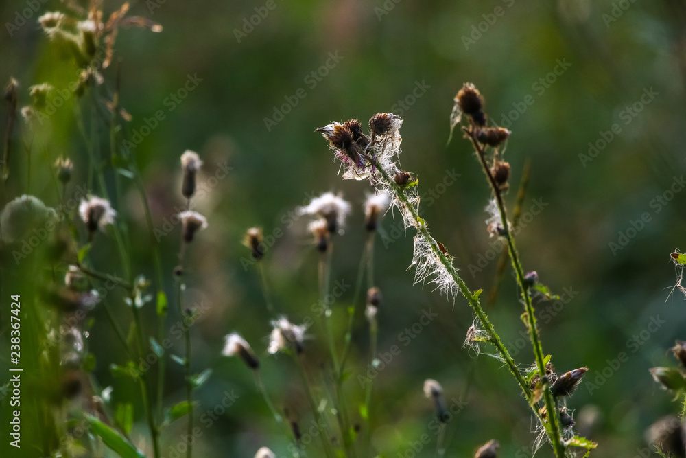 Fototapeta premium Deflorate weeds on wild meadow.