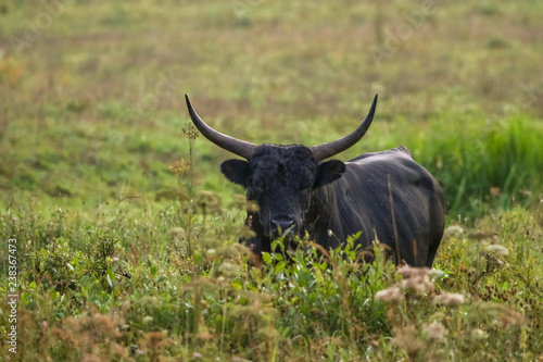 Bull grazing in the meadow on summer morning.