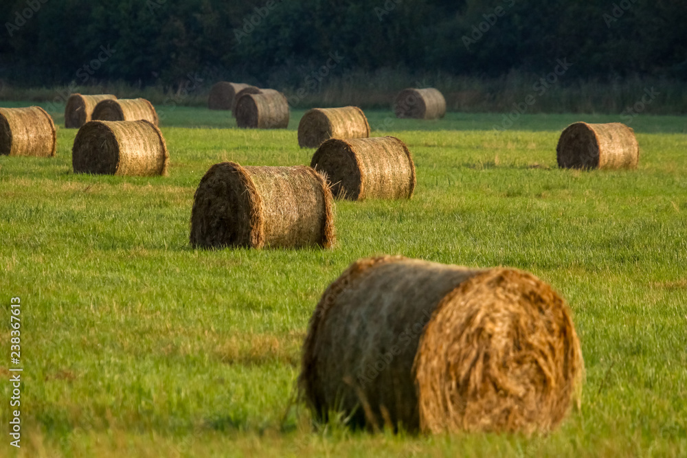 Hay bales on the field after harvest in morning.