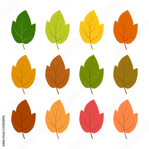 Set of twelve autumn leaves