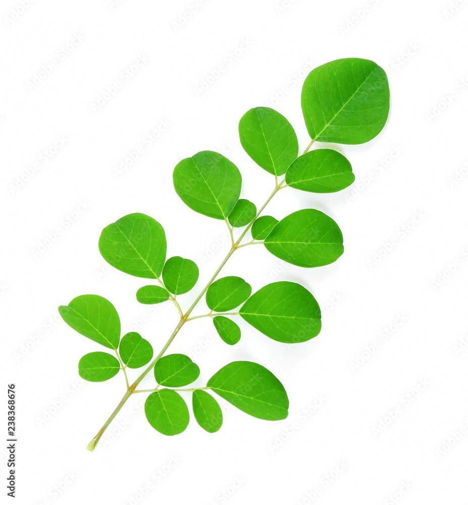 Moringa leaves isolate on white background. Moringa leaves isolate on white background.