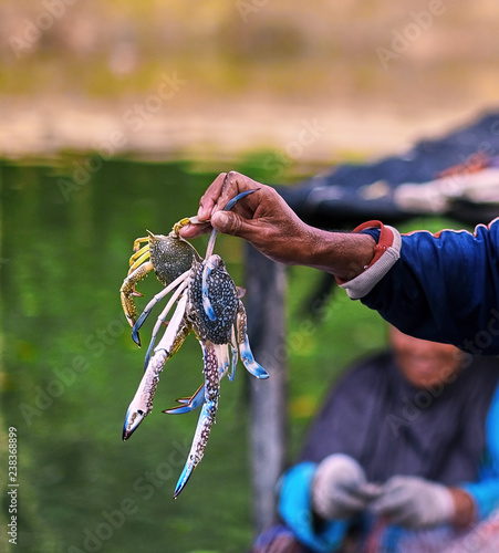 Asian fisherman with crab in hand. Hand holding crab. Hand holding fresh sea crab. Catcher shows crabs to camera. photo