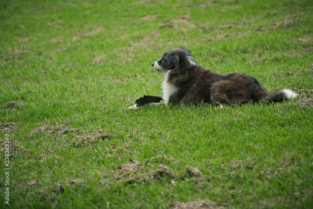 Alone Dog