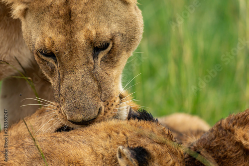 Fototapeta Naklejka Na Ścianę i Meble -  Lioness’s muzzle close-up