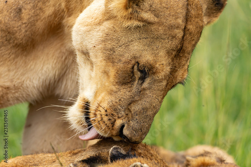 Fototapeta Naklejka Na Ścianę i Meble -  Lioness’s muzzle close-up