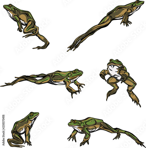 Frog, jump, options, illustration, black, color, vector