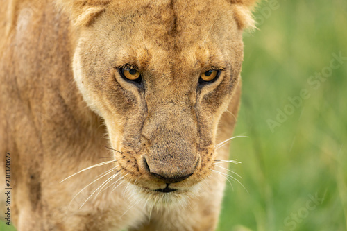 Fototapeta Naklejka Na Ścianę i Meble -  Lioness’s muzzle close-up