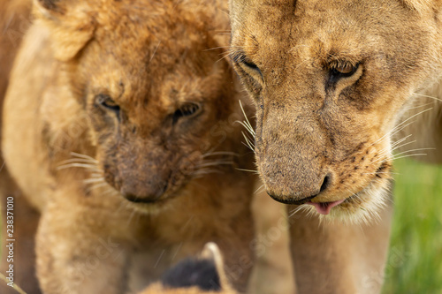 Fototapeta Naklejka Na Ścianę i Meble -  Lioness’s muzzle close-up