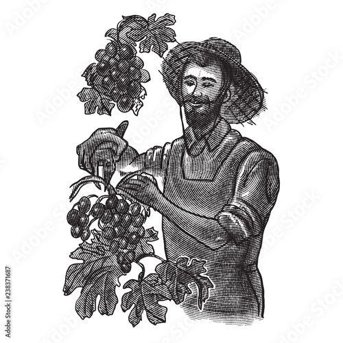 grape harvest. farmer pick grapes. vector vintage illustration in engraving style