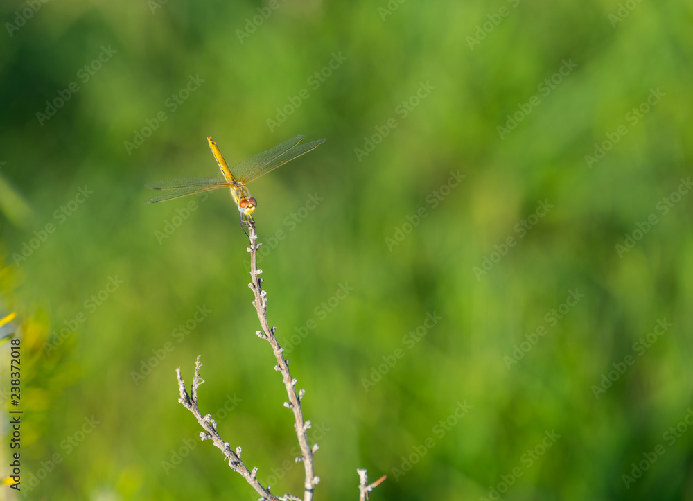 natural background with dragonfly sitting on a branch on a Sunny day.