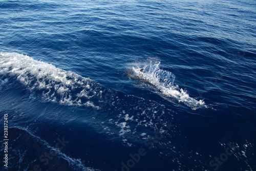 3231 Dolphin in blue ocean during Atlantic crossing from Antigua to Gibraltar