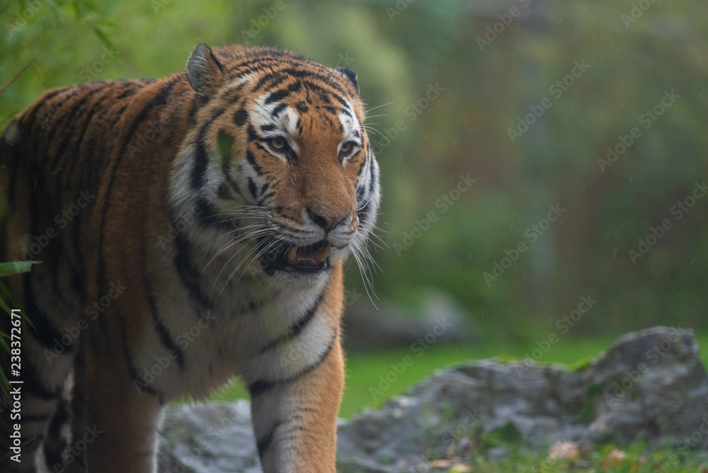 Amur Tiger Amur Tiger