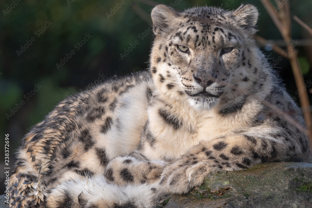 Snow Leopard Snow Leopard